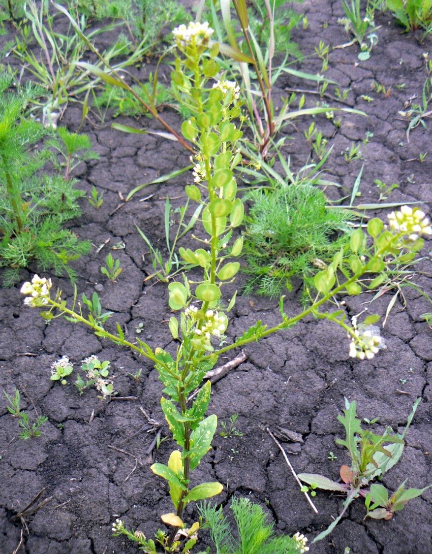 Image of Thlaspi arvense specimen.