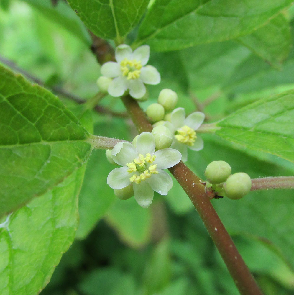 Image of Ilex verticillata specimen.