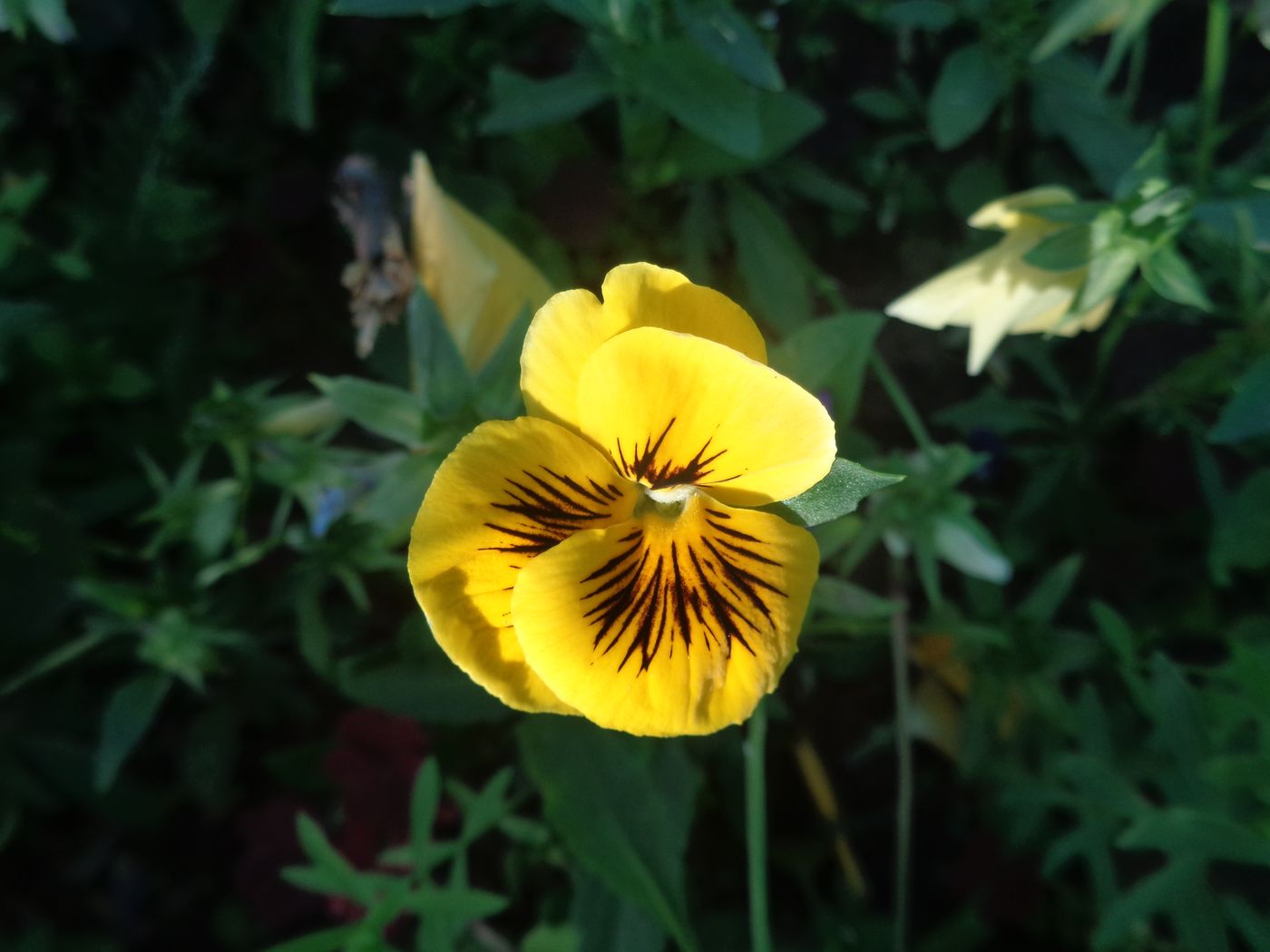 Image of Viola wittrockiana specimen.