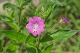 Epilobium hirsutum. Верхушка цветущего побега с аномальным 5-членным цветком, бутонами и завязавшимся плодом. Пермь, Свердловский р-н, на клумбе, сорное. 16 июля 2018 г.