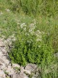 Galium boreale