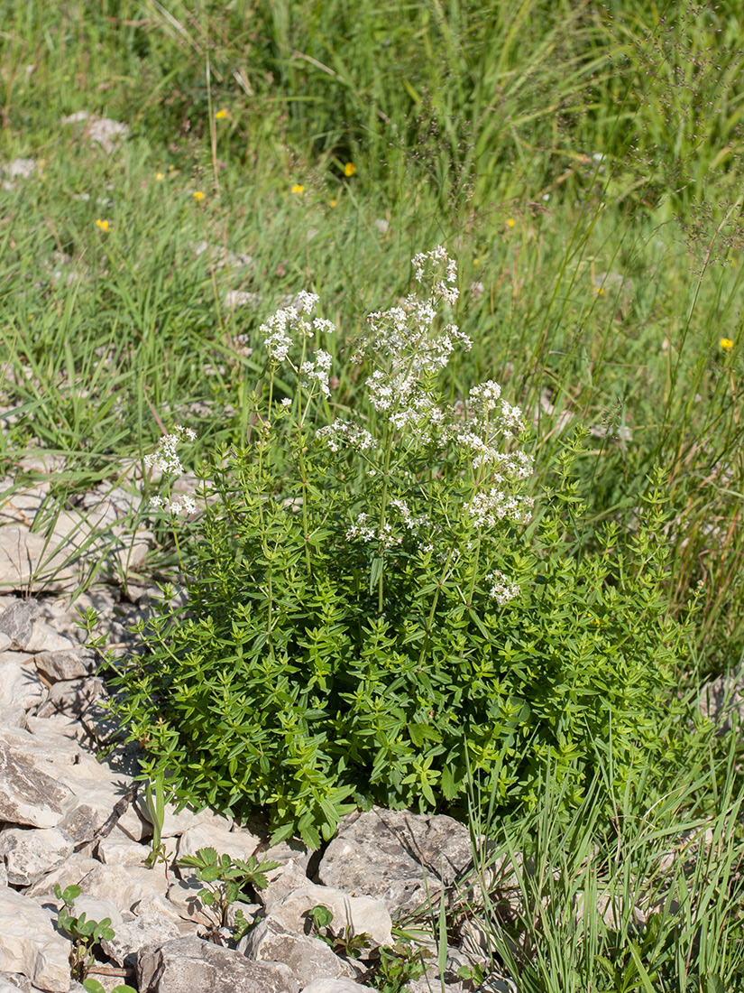 Image of Galium boreale specimen.