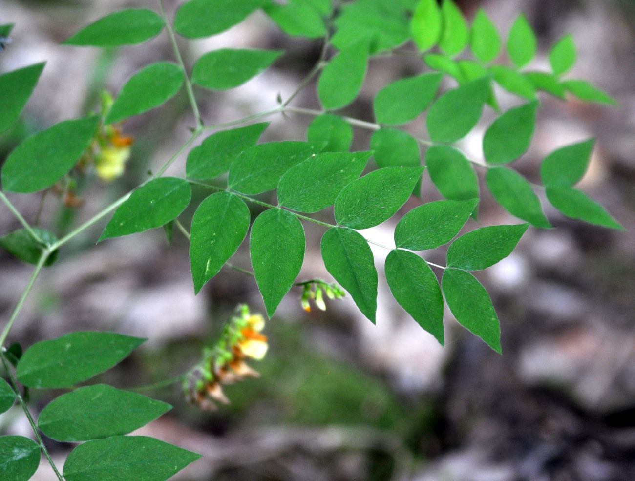 Image of Vicia crocea specimen.