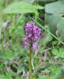 Dactylorhiza romana подвид georgica. Верхушка цветущего растения. Грузия, Боржоми-Харагаульский национальный парк, маршрут №1; гребень горного отрога, луг ≈ 1850 м н.у.м. 25.05.2018.