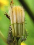 Crepis paludosa. Вскрытая корзинка с незрелыми плодами-семянками. Нидерланды, провинция Drenthe, национальный парк Drentsche Aa, заболоченный луг в пойме реки Oudemolense Diep. 13 июня 2010 г.