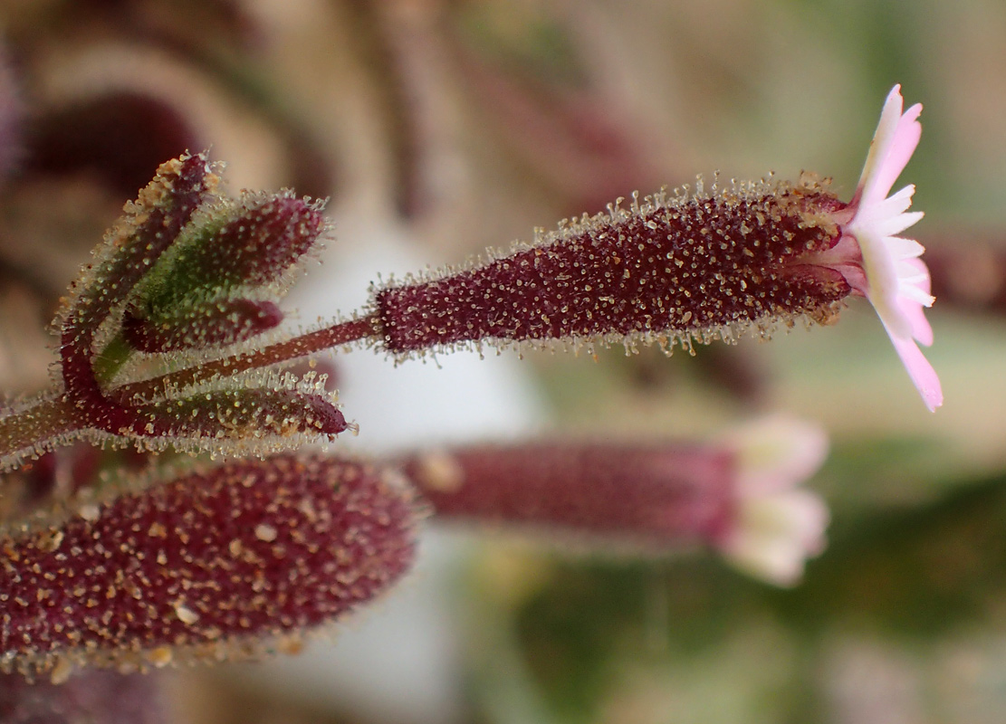 Image of Silene pentelica specimen.