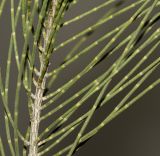 Allocasuarina inophloia. Часть ветки. Израиль, Шарон, пос. Кфар Монаш, ботанический сад \"Хават Ганой\". 21.03.2018.