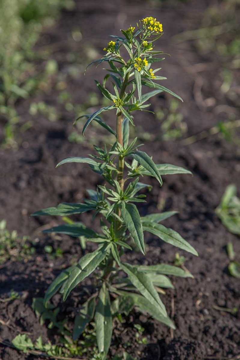 Image of Erysimum cheiranthoides specimen.