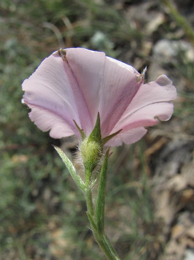 Image of Convolvulus cantabrica specimen.