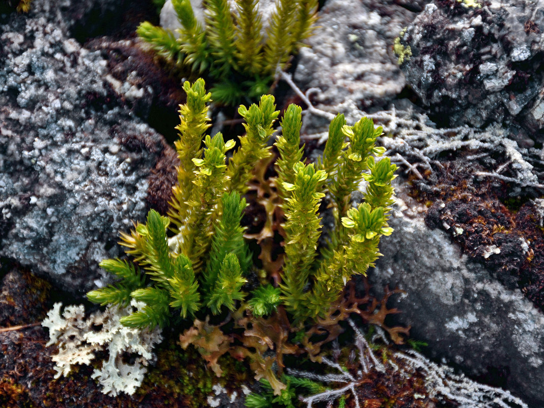 Image of Huperzia arctica specimen.