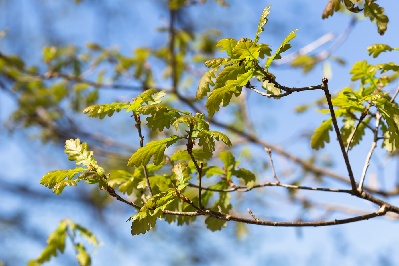 Image of Quercus robur specimen.