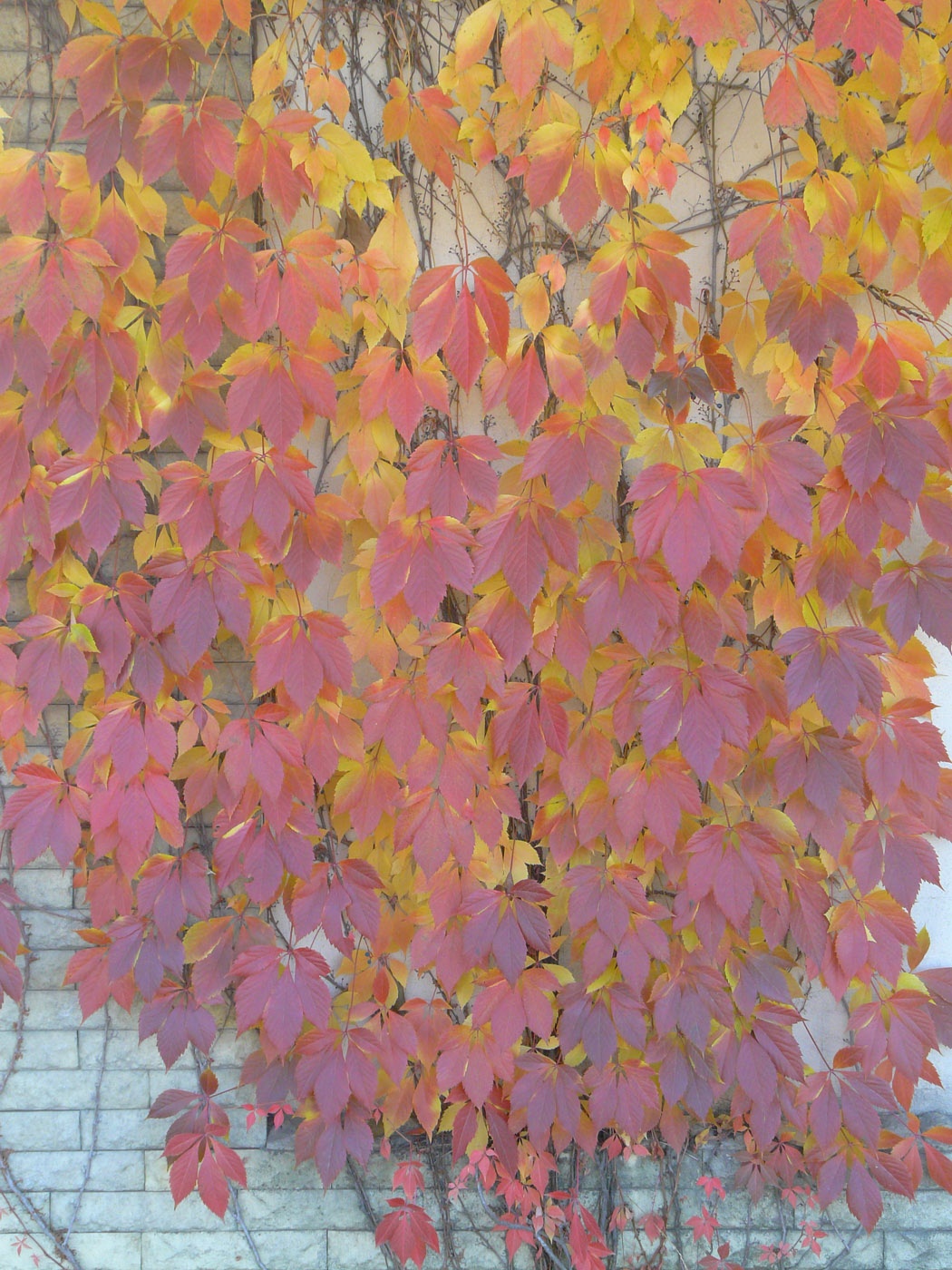 Image of Parthenocissus quinquefolia specimen.