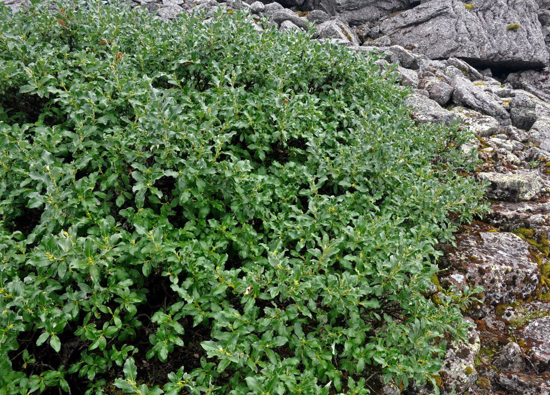 Image of genus Salix specimen.