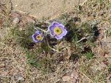 Pulsatilla turczaninovii