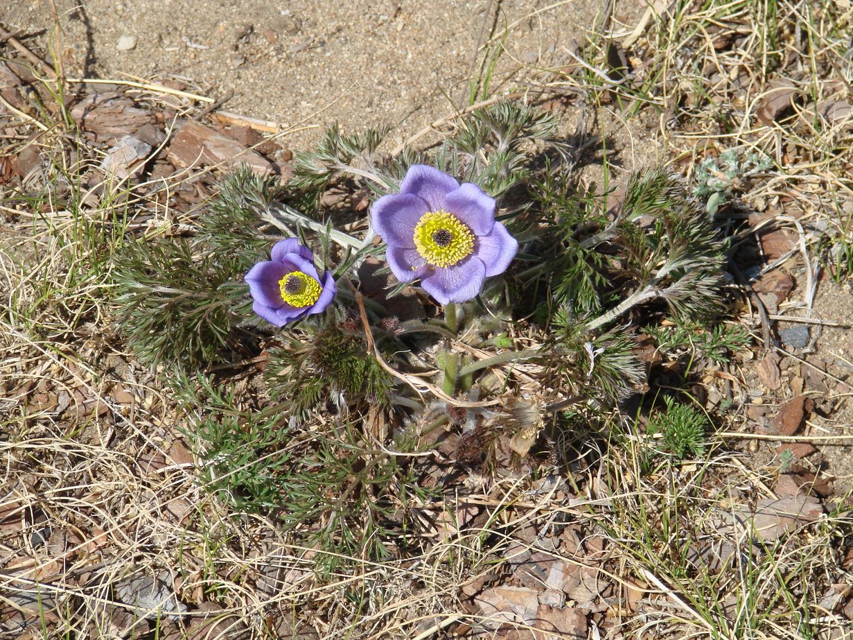 Image of Pulsatilla turczaninovii specimen.