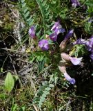 Astragalus megalanthus. Верхушка цветущего растения. Казахстан, Восточно-Казахстанская обл., г. Усть-Каменогорск, восточные окр., Лесхоз, нижняя часть склона сопки. 13.05.2018.