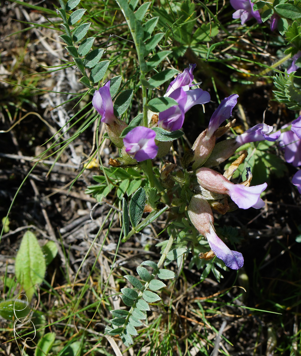 Image of Astragalus megalanthus specimen.
