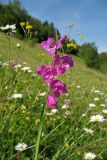 Gladiolus imbricatus. Соцветие. Украина, Закарпатская обл., Раховский р-н, окр. с. Косовская Поляна, сенокосный горный луг. 1 июля 2010 г.