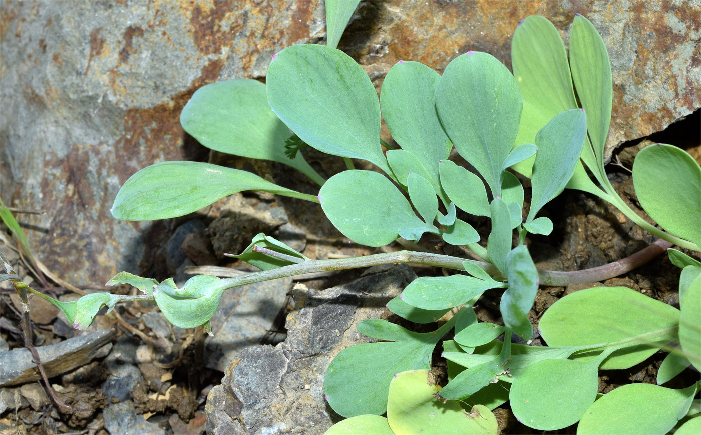 Image of Corydalis ledebouriana specimen.