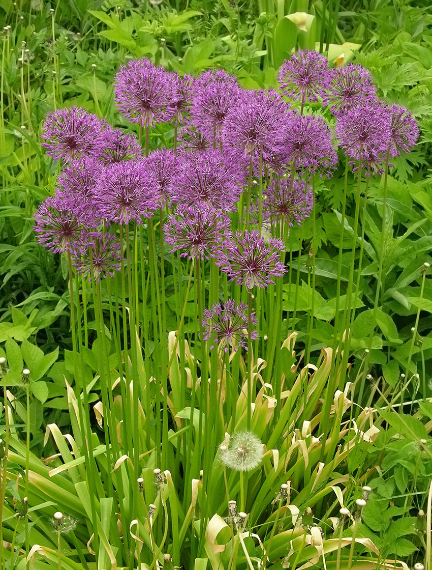 Image of Allium rosenorum specimen.