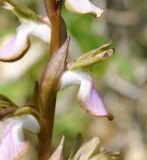 Anacamptis collina