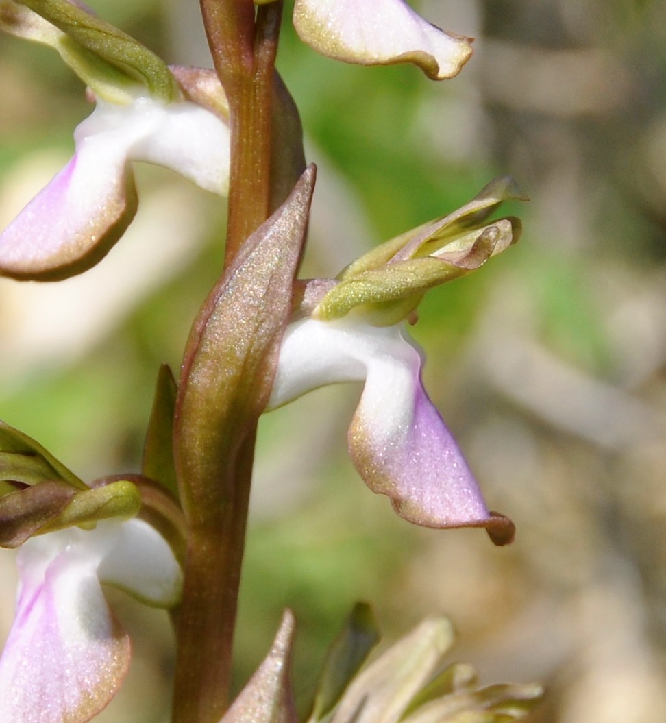 Image of Anacamptis collina specimen.
