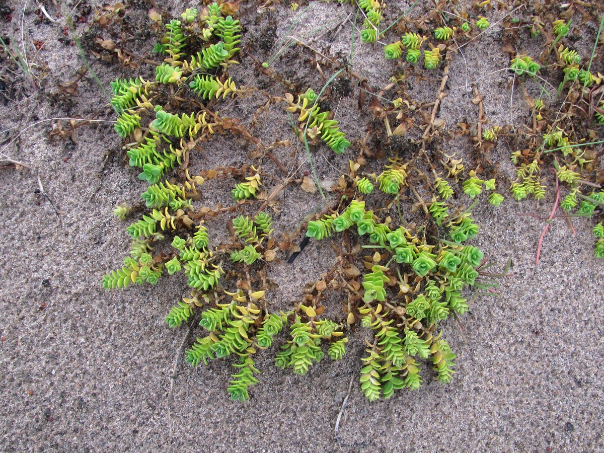 Изображение особи Honckenya peploides ssp. diffusa.