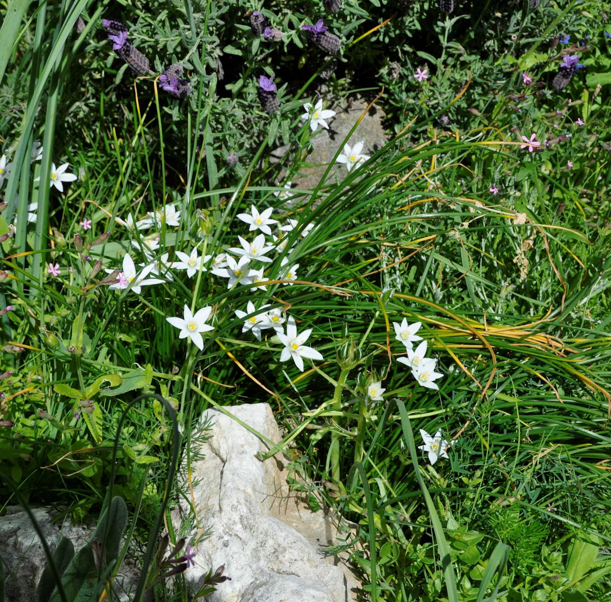 Изображение особи Ornithogalum divergens.