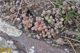 род Sedum