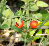 Ruscus aculeatus