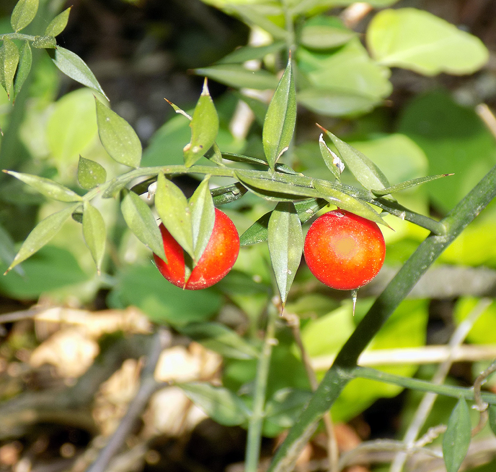 Изображение особи Ruscus aculeatus.