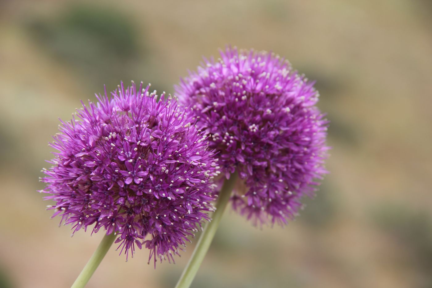 Image of Allium giganteum specimen.