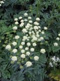 genus Heracleum. Верхушка растения с соцветием. Мурманск, придорожный газон у проходной Центральной ТЭЦ. 07.07.2010.