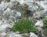 Campanula argunensis. Зацветающее растение. Дагестан, Акушинский р-н, окр. с. Акуша, ок. 2000 м н.у.м., скала. 06.06.2019.