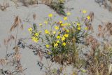 Senecio subdentatus. Цветущее растение в окружении Anisantha tectorum и Hordeum leporinum. Узбекистан, Наманганская обл., Мингбулакский р-н, окр. кишлака Аккум, памятник природы \"Язъяван\", пески. 10.05.2019.