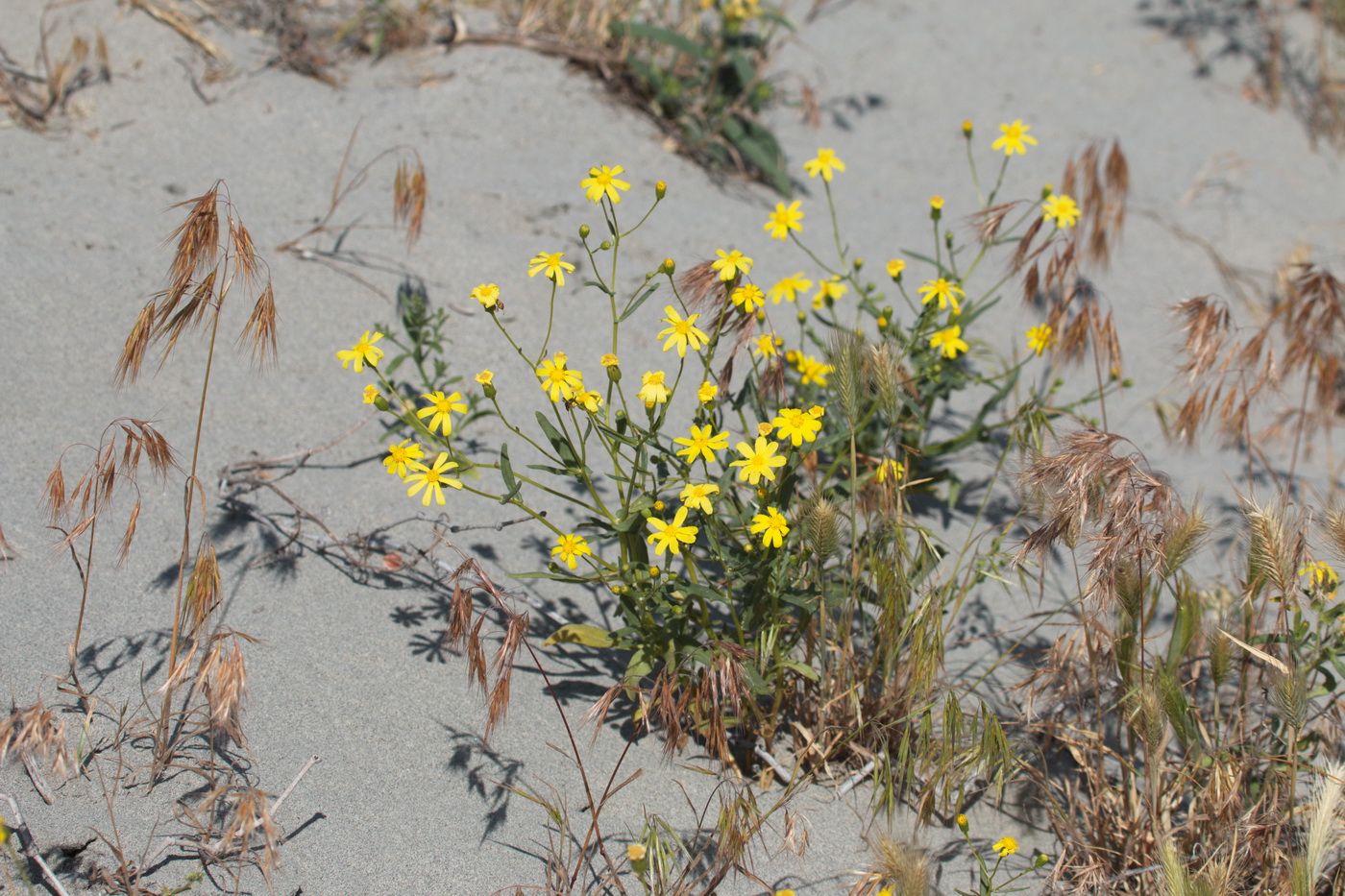 Изображение особи Senecio subdentatus.