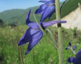 Delphinium flexuosum