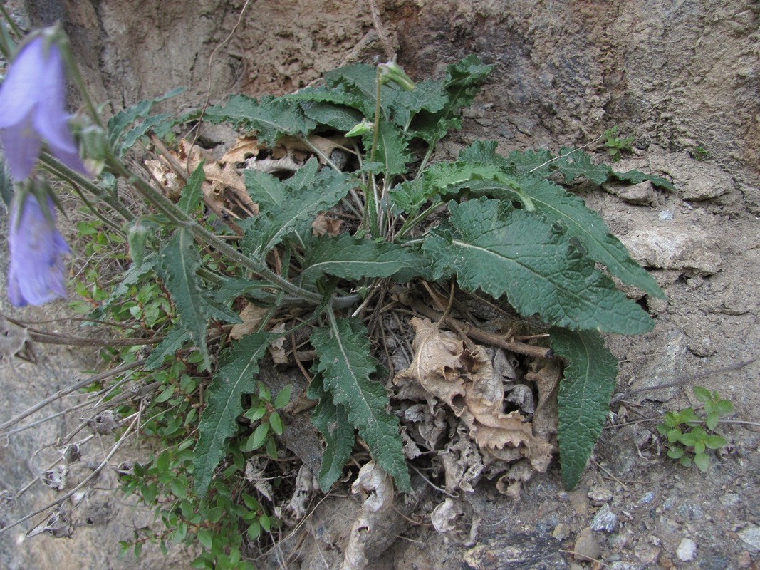 Image of Campanula sarmatica specimen.