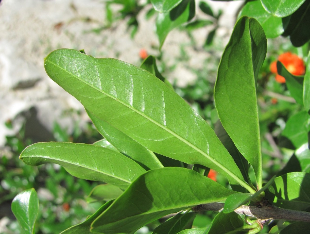 Image of Punica granatum specimen.