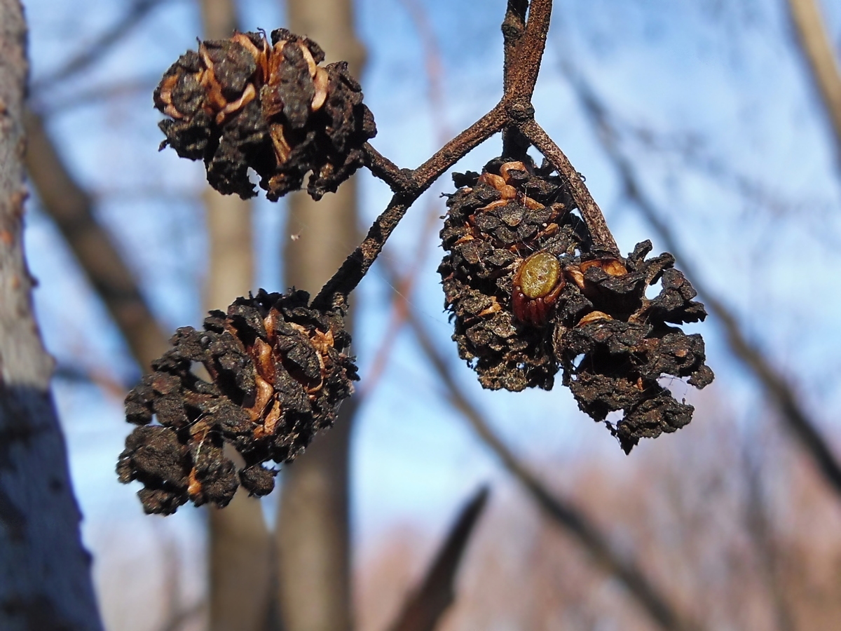 Изображение особи Alnus glutinosa.