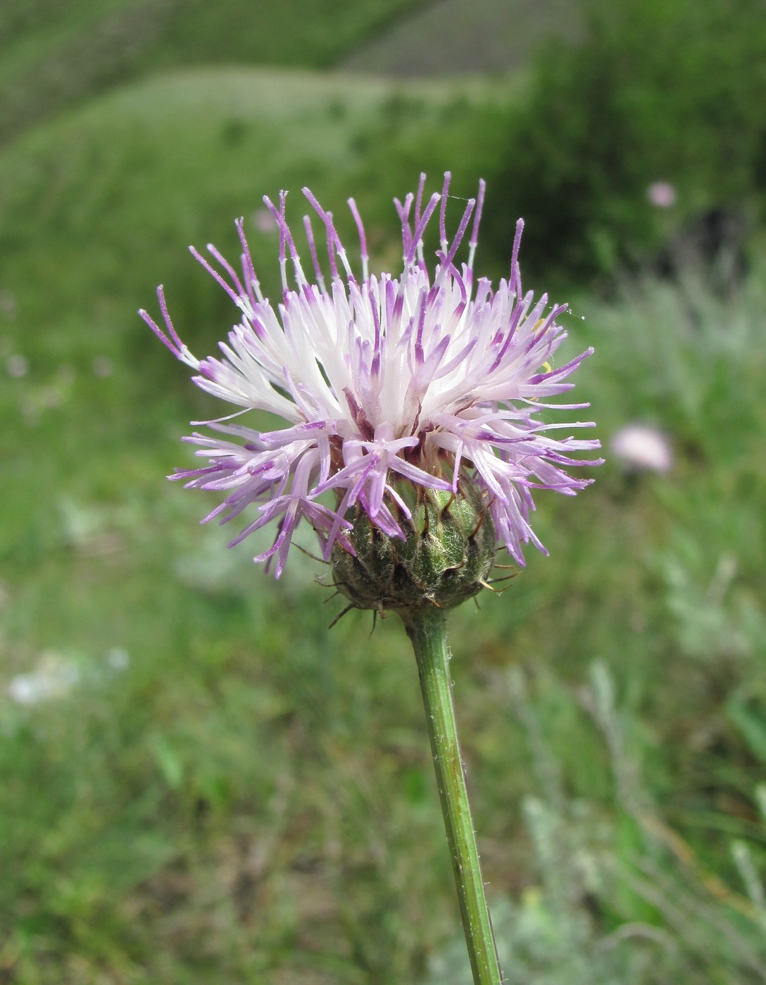 Image of Klasea haussknechtii specimen.