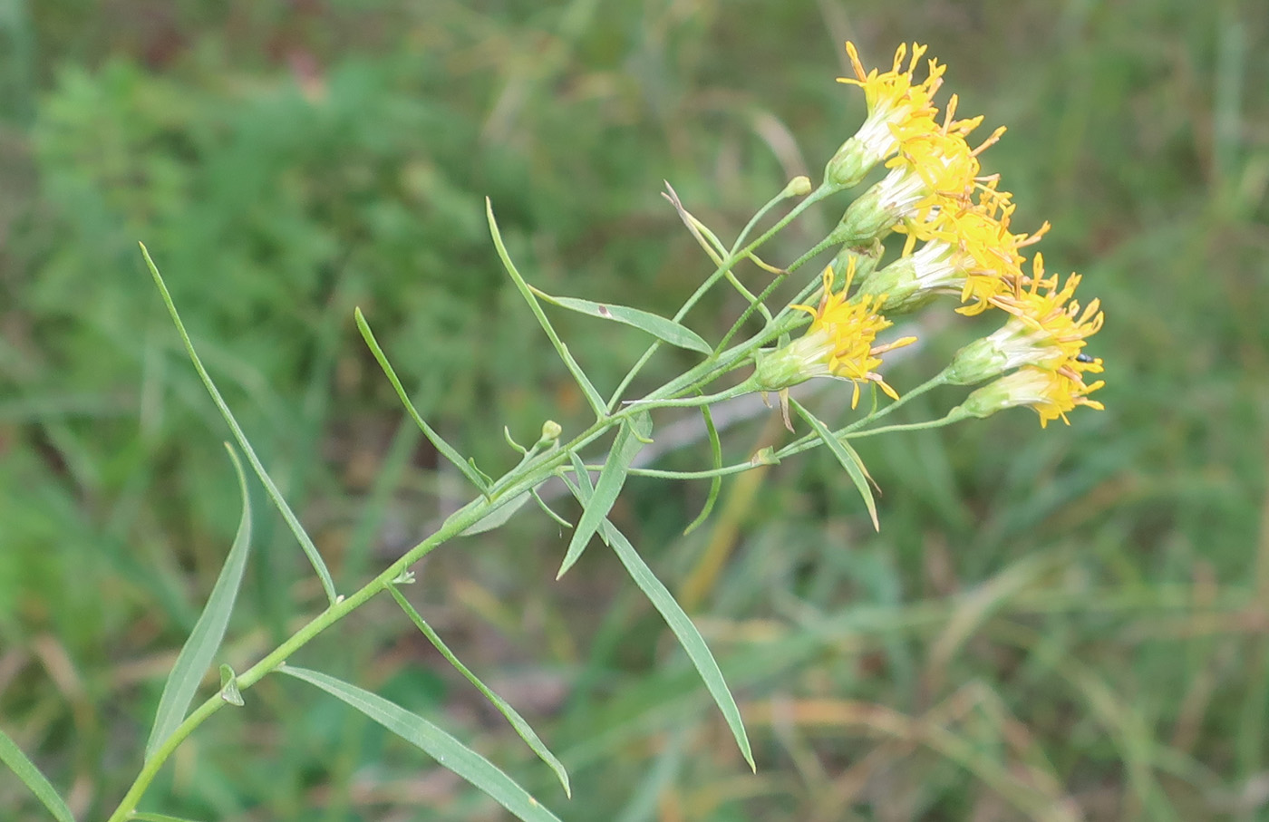 Image of Galatella biflora specimen.