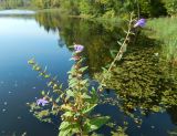 Scutellaria galericulata
