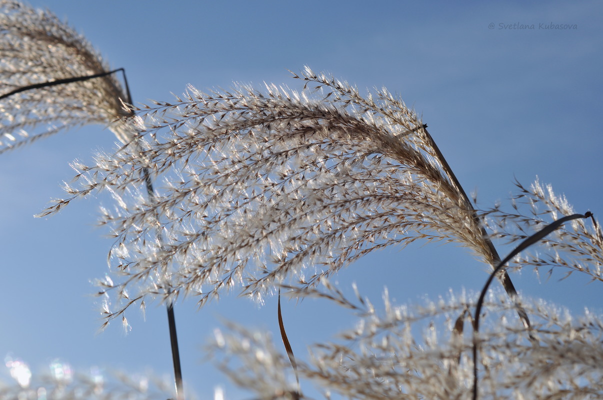 Изображение особи Miscanthus sacchariflorus.