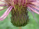 Cirsium heterophyllum