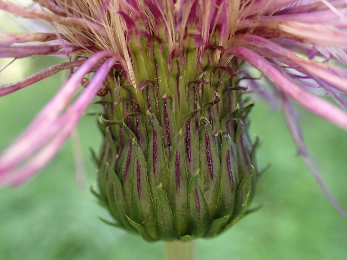 Изображение особи Cirsium heterophyllum.