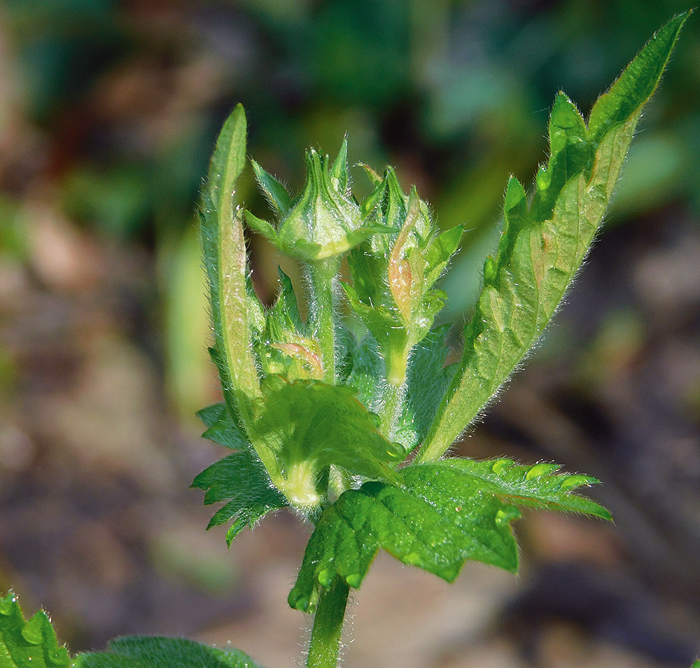 Image of Geum urbanum specimen.