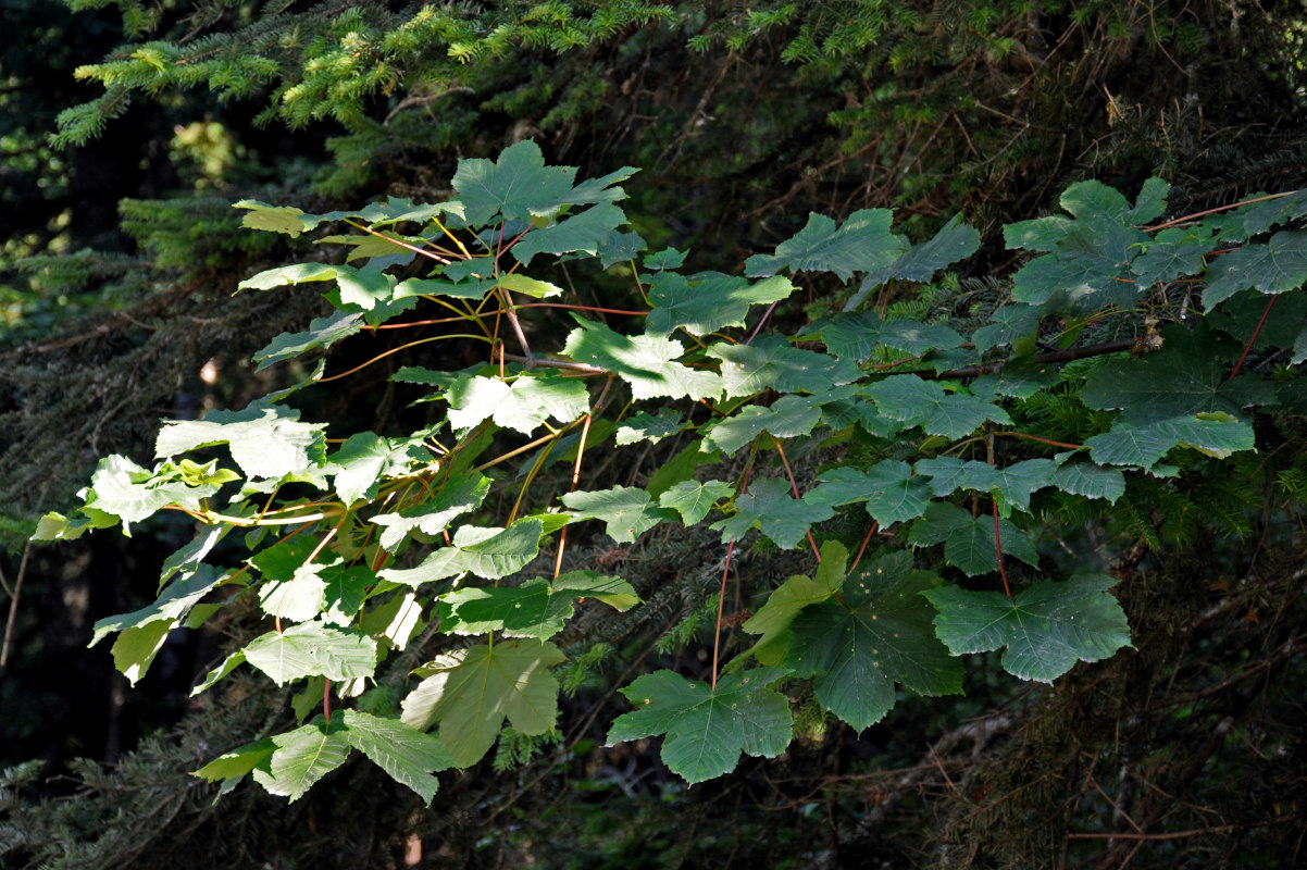 Image of Acer pseudoplatanus specimen.