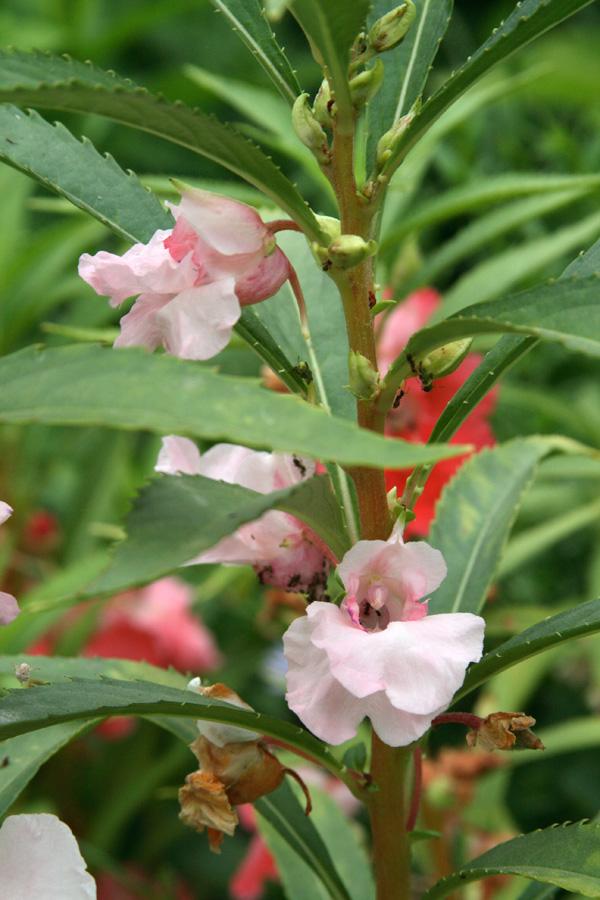 Image of Impatiens balsamina specimen.