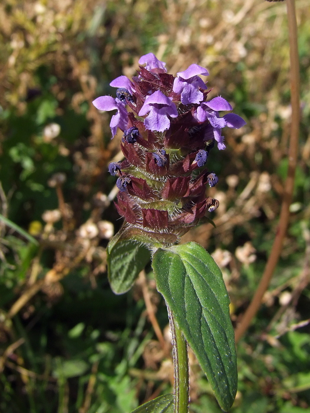 Изображение особи Prunella vulgaris.